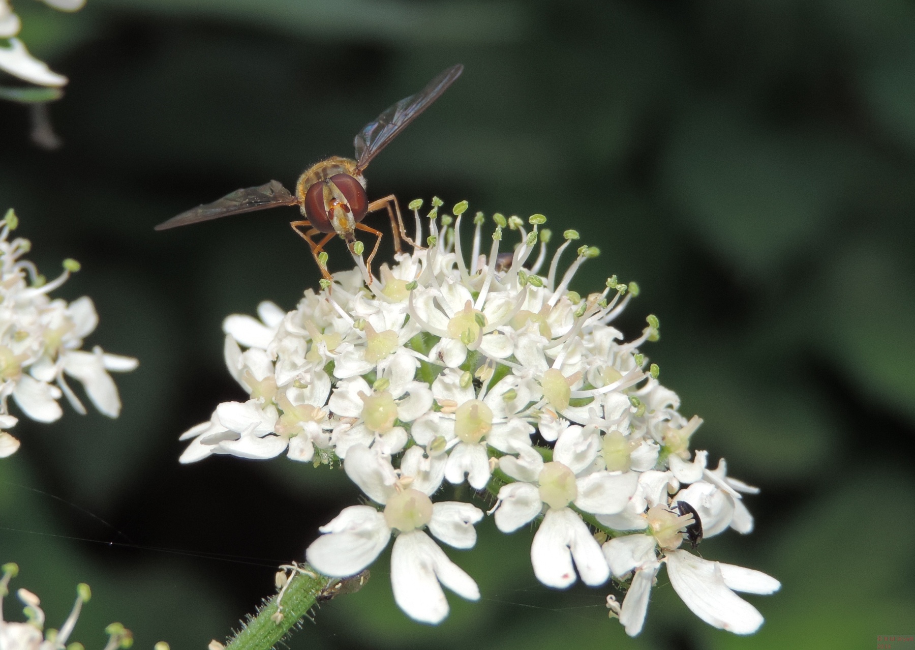 Hoverfly on Hogweed